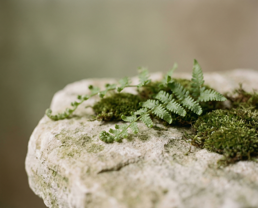 Natural stone with green moss and fern — sleep spray guide by Embued Studio Australia